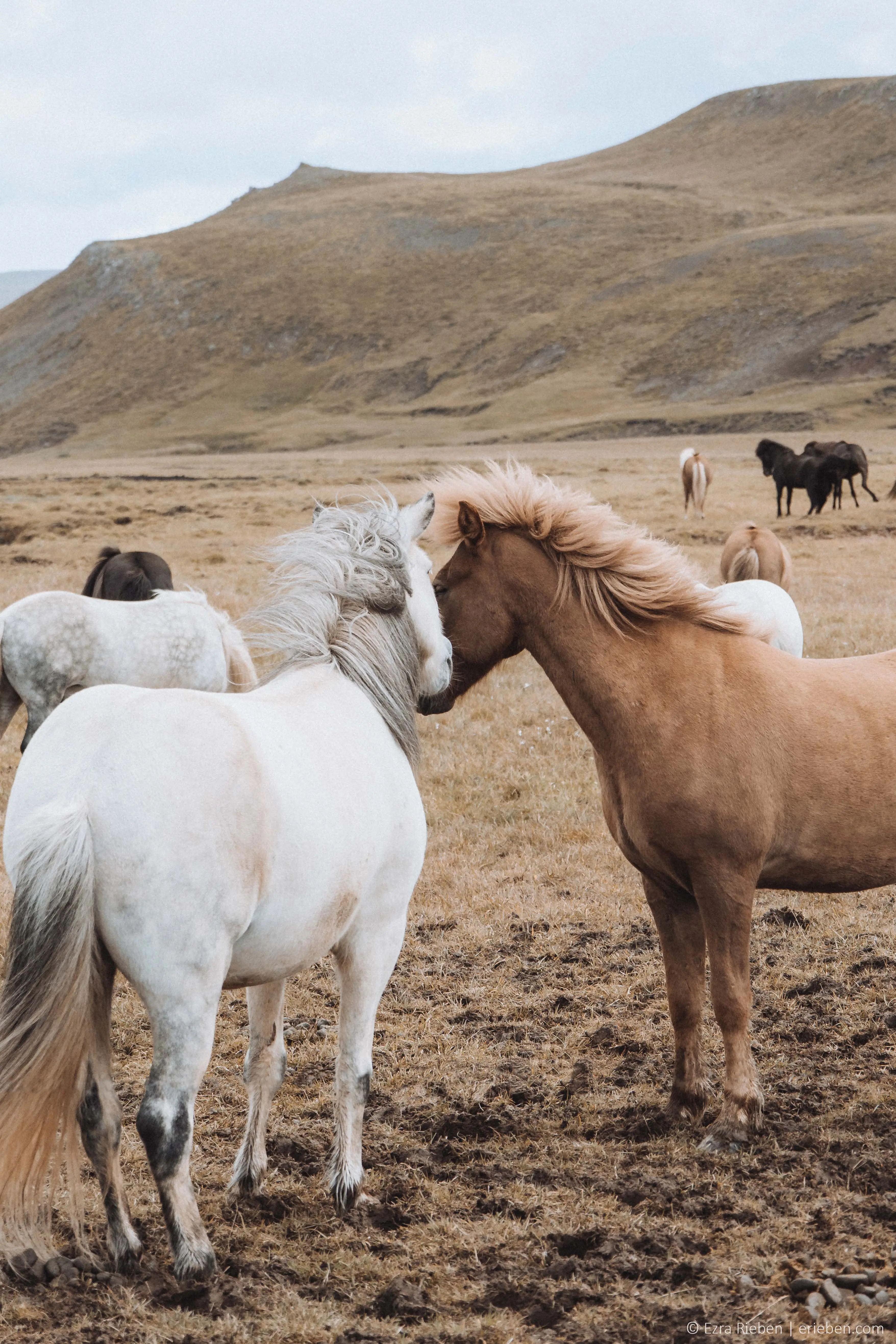 Gallery image Iceland 2023 2